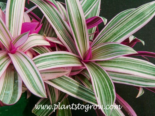 Tri-Color Moses in the Cradle (Tradescantia spathacea)  
This plant was growing in a greenhouse so the colors are bright